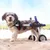 Walkin' Pets Chariot roulant pour chien handicapé Walkin' Pets Chariot roulant pour chien handicapé