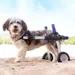 Walkin' Pets Chariot roulant pour chien handicapé