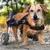 Walkin' Pets Chariot roulant pour chien handicapé Walkin' Pets Chariot roulant pour chien handicapé