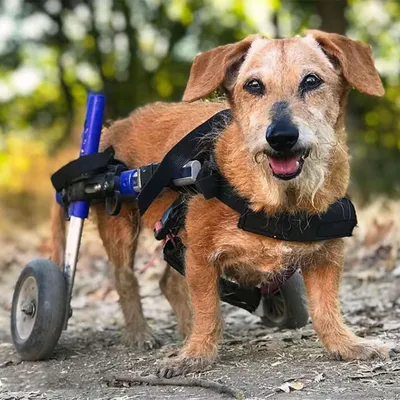 Walkin' Pets Chariot roulant pour chien handicapé Walkin' Pets Chariot roulant pour chien handicapé