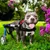 Walkin' Pets Chariot roulant pour chien handicapé