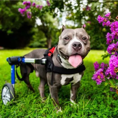 Walkin' Pets Chariot roulant pour chien handicapé