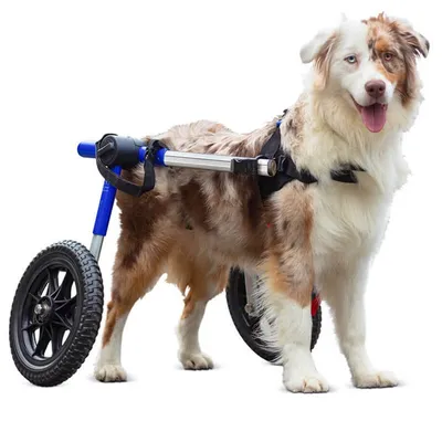 Walkin' Pets Chariot roulant pour chien handicapé Walkin' Pets Chariot roulant pour chien handicapé