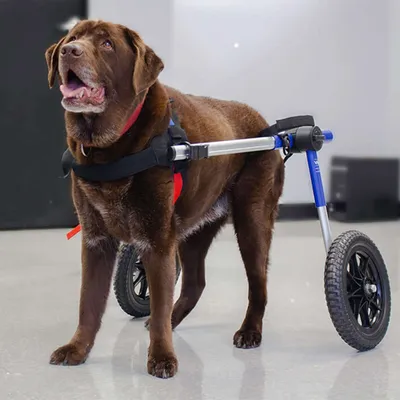 Walkin' Pets Chariot roulant pour chien handicapé