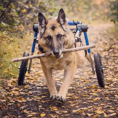 Walkin' Pets Chariot roulant pour chien handicapé