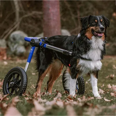 Walkin' Pets Chariot roulant pour chien handicapé