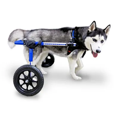 Walkin' Pets Chariot roulant pour chien handicapé
