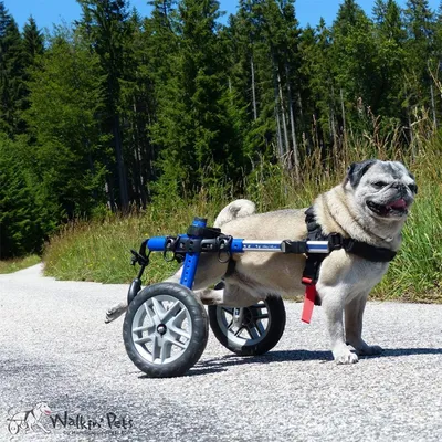 Walkin' Pets Chariot roulant pour chien handicapé Walkin' Pets Chariot roulant pour chien handicapé
