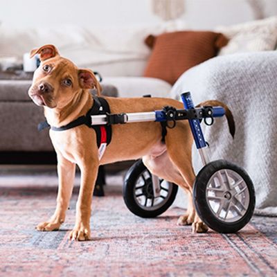 Walkin' Pets Chariot roulant pour chien handicapé