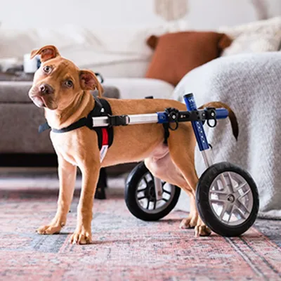 Walkin' Pets Chariot roulant pour chien handicapé Walkin' Pets Chariot roulant pour chien handicapé