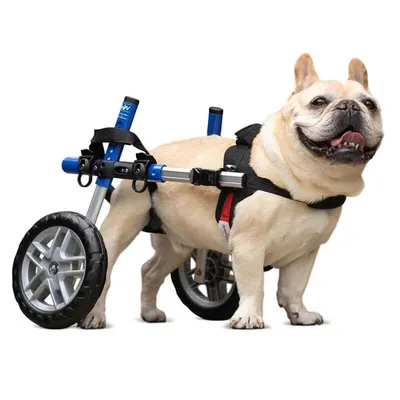 Walkin' Pets Chariot roulant pour chien handicapé Walkin' Pets Chariot roulant pour chien handicapé