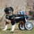 Walkin' Pets Chariot roulant pour chien handicapé Walkin' Pets Chariot roulant pour chien handicapé