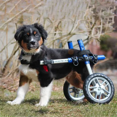 Walkin' Pets Chariot roulant pour chien handicapé Walkin' Pets Chariot roulant pour chien handicapé