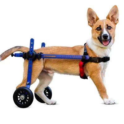 Walkin' Pets Chariot roulant pour chien handicapé Walkin' Pets Chariot roulant pour chien handicapé