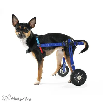 Walkin' Pets Chariot roulant pour chien handicapé Walkin' Pets Chariot roulant pour chien handicapé