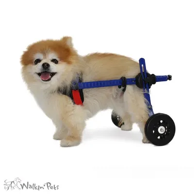 Walkin' Pets Chariot roulant pour chien handicapé Walkin' Pets Chariot roulant pour chien handicapé