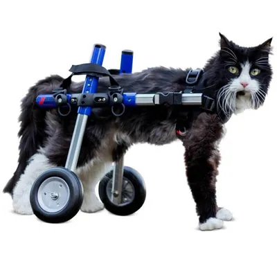Walkin' Pets Chariot roulant pour chien handicapé Walkin' Pets Chariot roulant pour chien handicapé