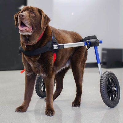 Walkin' Pets Chariot roulant pour chien handicapé
