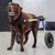 Walkin' Pets Chariot roulant pour chien handicapé Walkin' Pets Chariot roulant pour chien handicapé