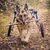 Walkin' Pets Chariot roulant pour chien handicapé Walkin' Pets Chariot roulant pour chien handicapé