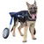 Walkin' Pets Chariot roulant pour chien handicapé Walkin' Pets Chariot roulant pour chien handicapé