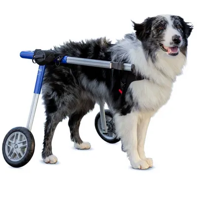 Walkin' Pets Chariot roulant pour chien handicapé Walkin' Pets Chariot roulant pour chien handicapé
