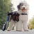 Walkin' Pets Chariot roulant pour chien handicapé