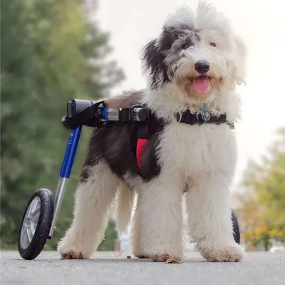 Walkin' Pets Chariot roulant pour chien handicapé