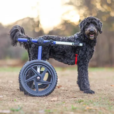 Walkin' Pets Chariot roulant pour chien handicapé Walkin' Pets Chariot roulant pour chien handicapé