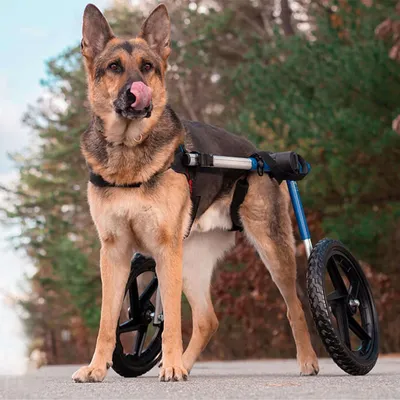 Walkin' Pets Chariot roulant pour chien handicapé Walkin' Pets Chariot roulant pour chien handicapé
