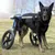 Walkin' Pets Chariot roulant pour chien handicapé Walkin' Pets Chariot roulant pour chien handicapé