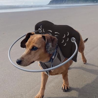 Muffin's Halo Protection pour chien malvoyant