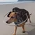 Muffin's Halo Protection pour chien malvoyant Muffin's Halo Protection pour chien malvoyant