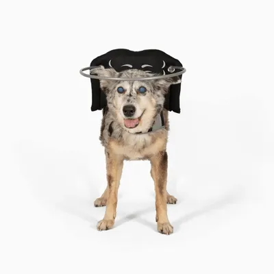 Muffin's Halo Protection pour chien malvoyant Muffin's Halo Protection pour chien malvoyant
