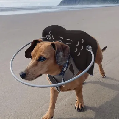 Muffin's Halo Protection pour chien malvoyant Muffin's Halo Protection pour chien malvoyant