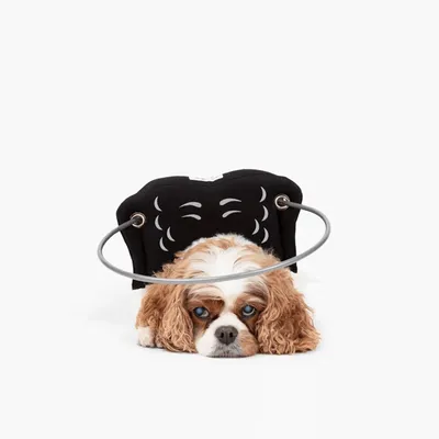 Muffin's Halo Protection pour chien malvoyant Muffin's Halo Protection pour chien malvoyant