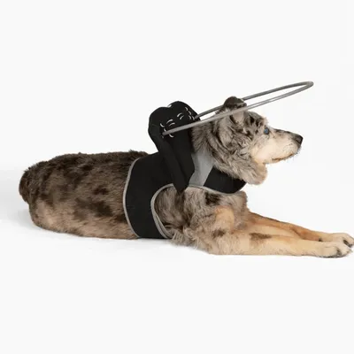 Muffin's Halo Protection pour chien malvoyant Muffin's Halo Protection pour chien malvoyant