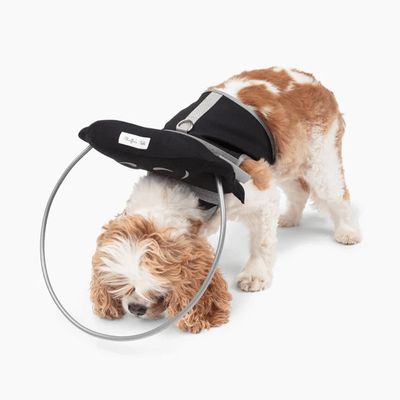 Muffin's Halo Protection pour chien malvoyant