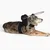 Muffin's Halo Protection pour chien malvoyant Muffin's Halo Protection pour chien malvoyant