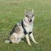 Balto Attelle du coude chien et chat