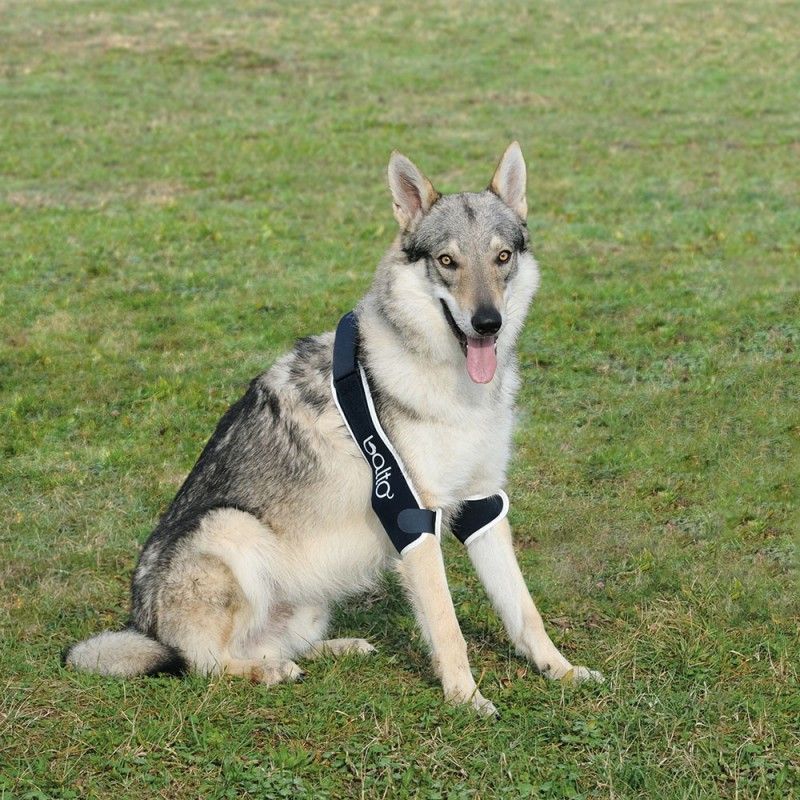 Balto Attelle du coude chien et chat