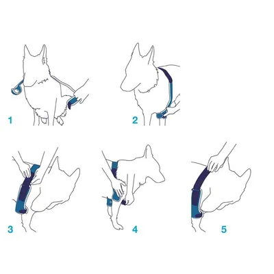 Balto Attelle du coude chien et chat