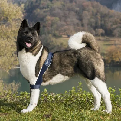 Balto Attelle du coude chien et chat