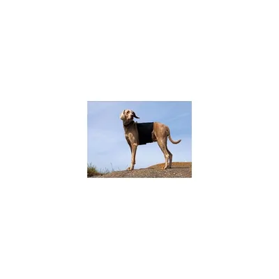 Back on Track Ceinture lombaire pour chien thermique Back on Track Ceinture lombaire pour chien thermique