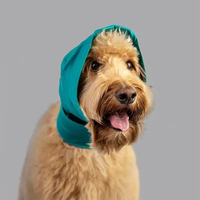 KVP protection des oreilles pour chien et chat Snood KVP protection des oreilles pour chien et chat Snood
