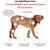 Treatsy Complément – Mobilité Articulations pour Grands chiens (+25kg) Treatsy Complément – Mobilité Articulations pour Grands chiens (+25kg)