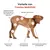 Treatsy Complément – Mobilité Articulations pour Grands chiens (+25kg) Treatsy Complément – Mobilité Articulations pour Grands chiens (+25kg)