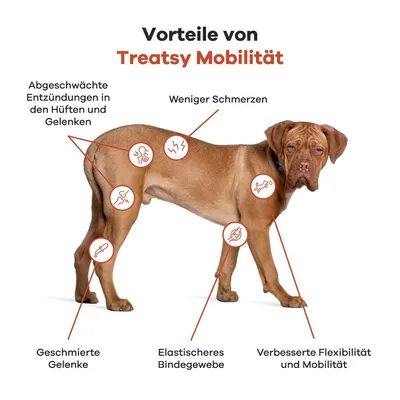 Treatsy Complément – Mobilité Articulations pour Grands chiens (+25kg) Treatsy Complément – Mobilité Articulations pour Grands chiens (+25kg)