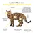 Treatsy Complément Alimentaire – Stress & Système Urinaire pour Chat Treatsy Complément Alimentaire – Stress & Système Urinaire pour Chat