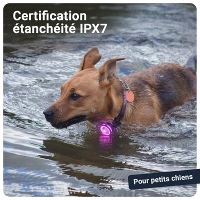 PAJ GPS Lampe de Sécurité pour Chien PAJ Light Mini